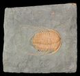 Hamatolenus vincenti Trilobite - Tinjdad, Morocco #63104-1